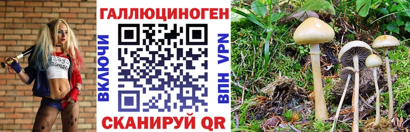 Псилоцибиновые грибы Psilocybe  даркнет сайт  Богородск 
